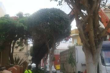 Parques y Jardines poda El Calero y sus alrededores (Foto Antonio Rico y TA)